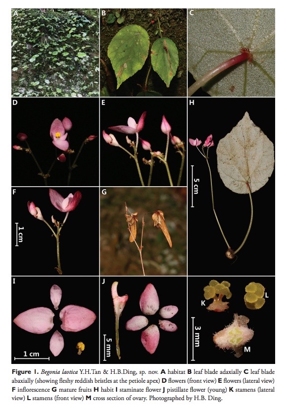 B. laotica